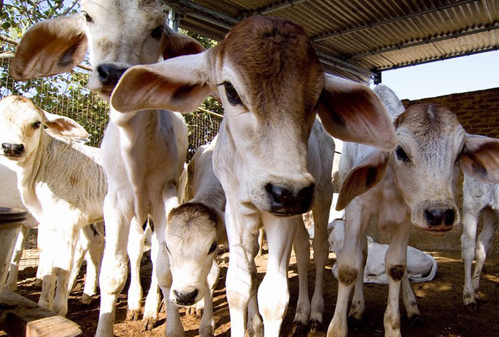 Animal Refuge - Om Shree Deveshwar Mahadev Gaushala